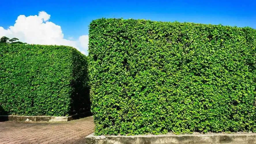 小山坡打造绿化工程方案